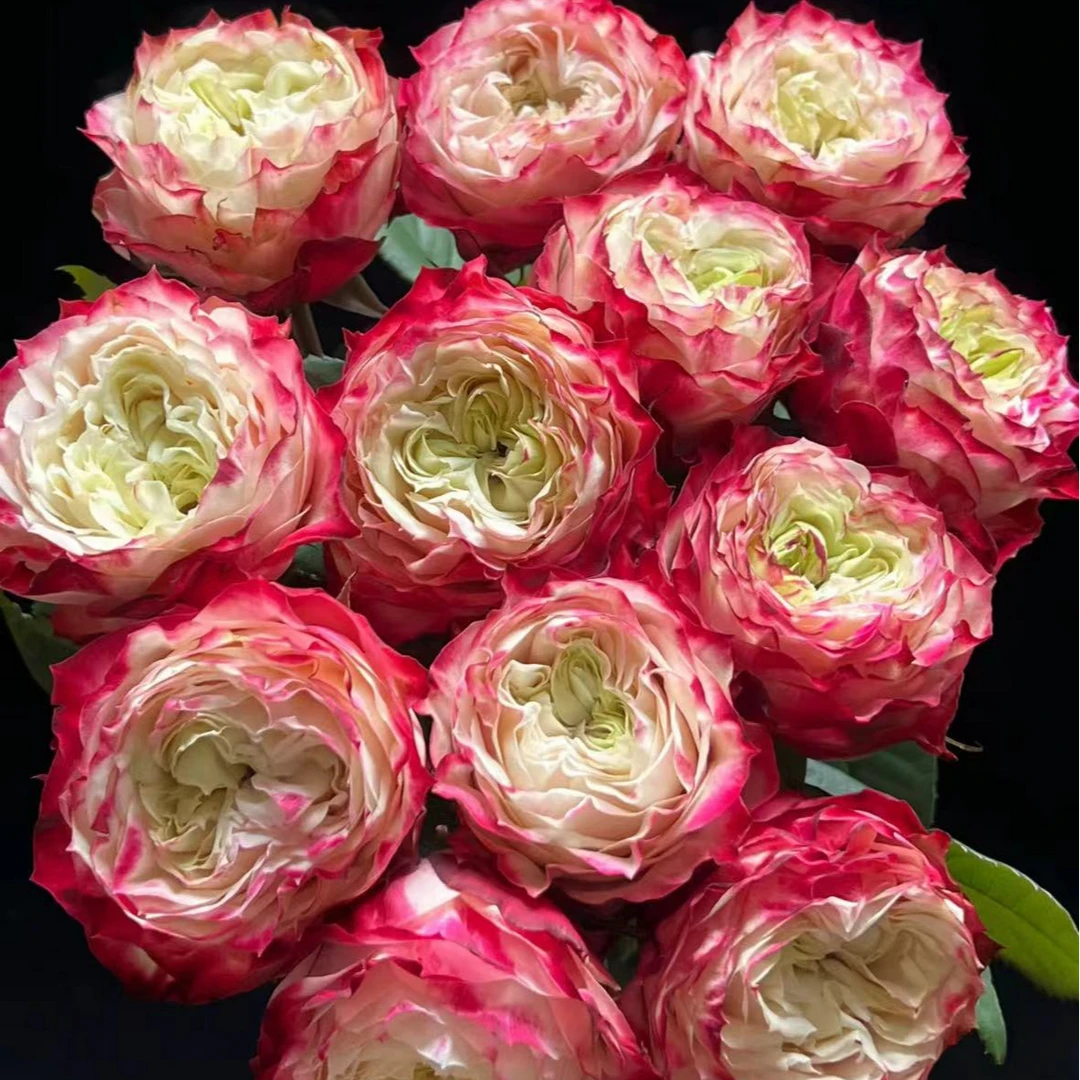 浅红花边  花朵丰满圆润  苹果杰克玫瑰花