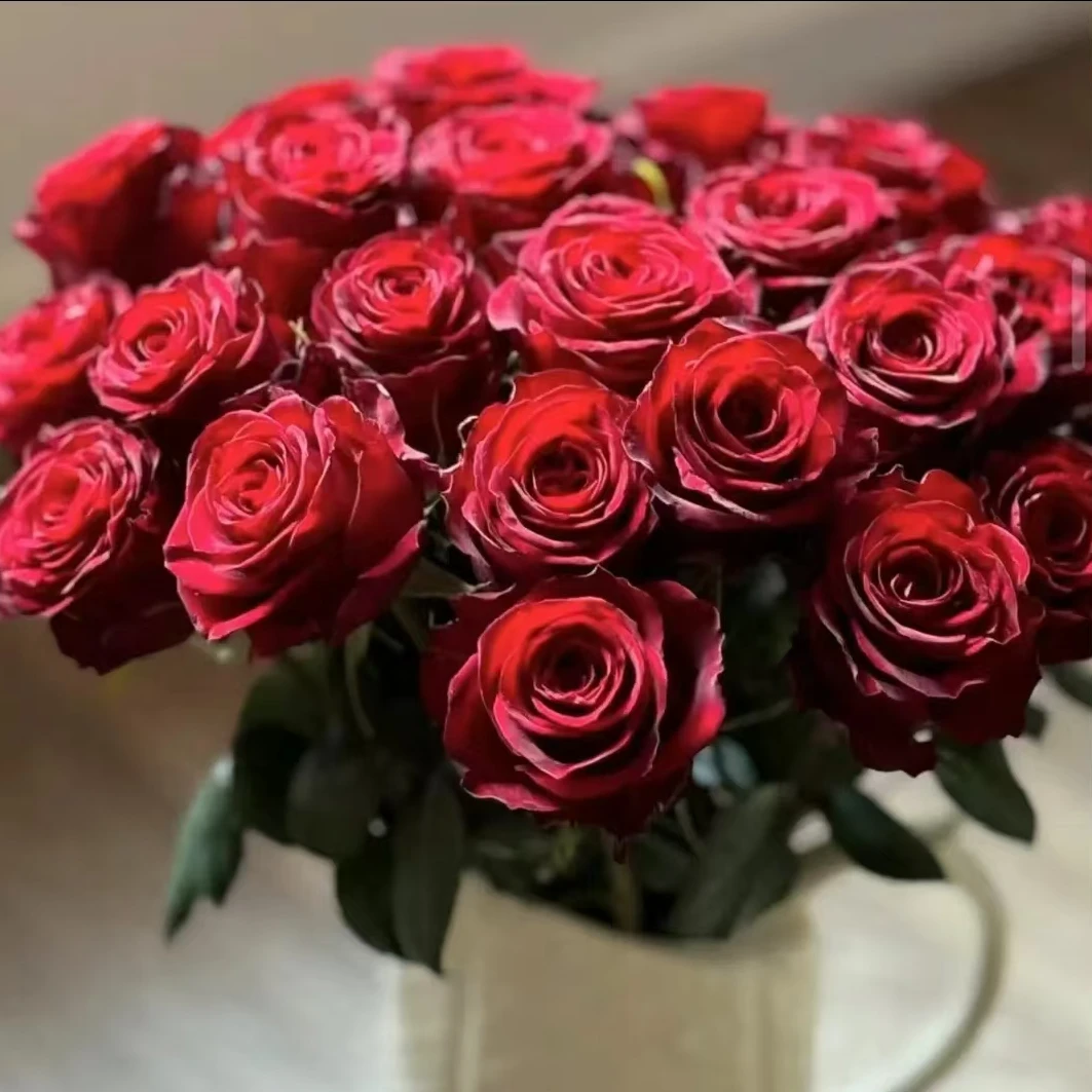 高原红 丝绒质感玫瑰（10％不售后）