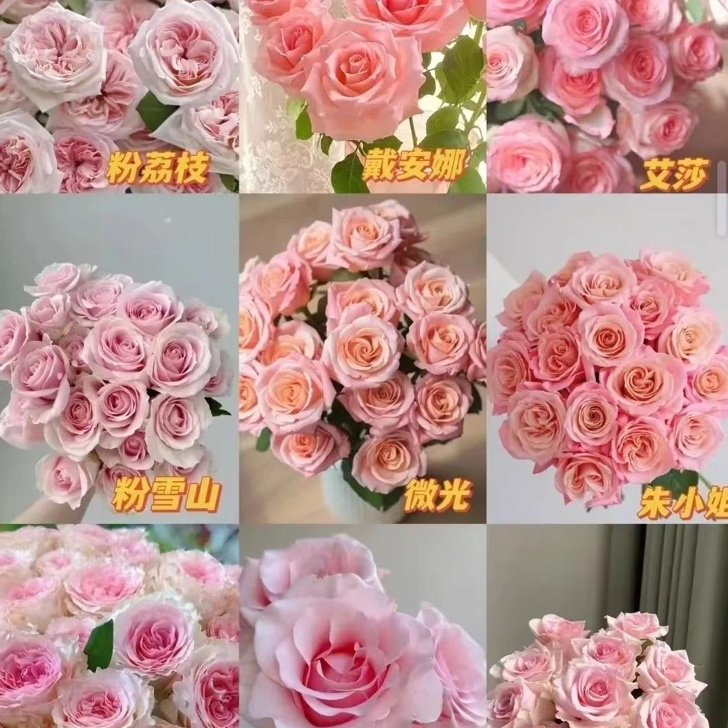 洛神+艾莎+折射+小菊+草（五件套）