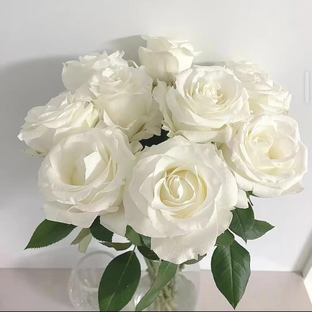 骄傲碎冰蓝玫瑰 白色玫瑰