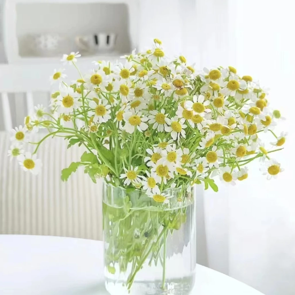 洋甘菊（叶子运输会捂到，介意勿拍）