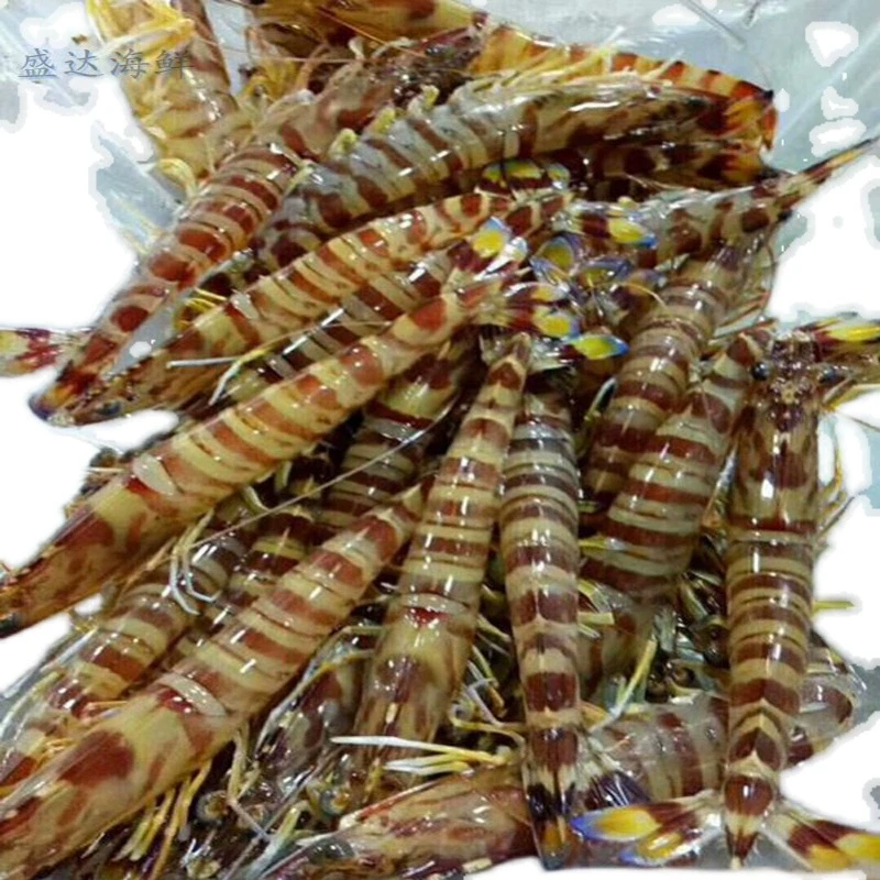 江苏连云港赣榆发货/竹节虾/斑节虾/基围虾