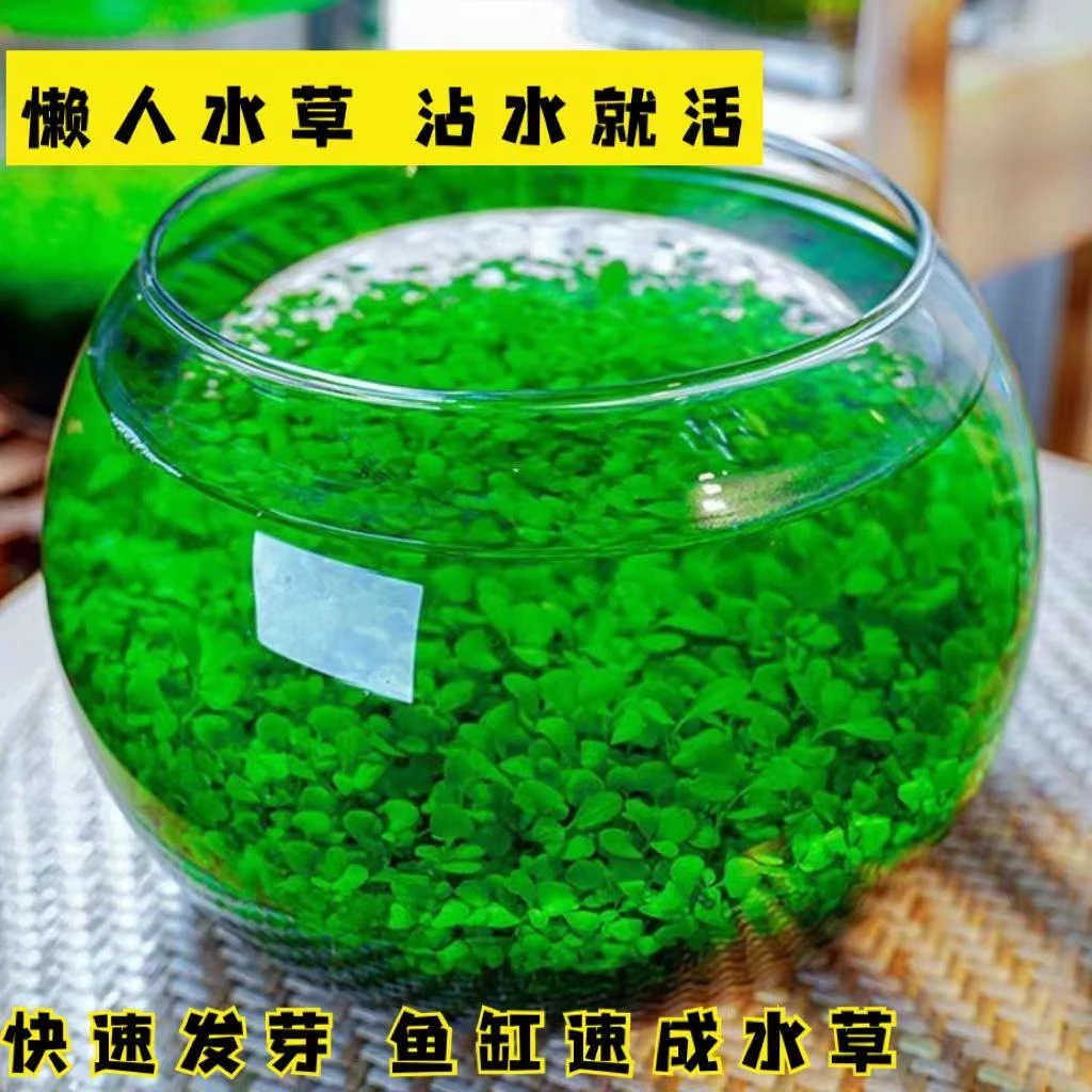 新疆西藏包邮水草种子迷你对叶草鱼缸景草速成草坪种子水族箱造景