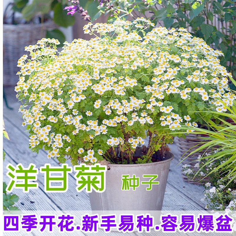 花种子易爆盆小雏菊种子四季开花易活盆栽洋甘菊室内外花种子大全