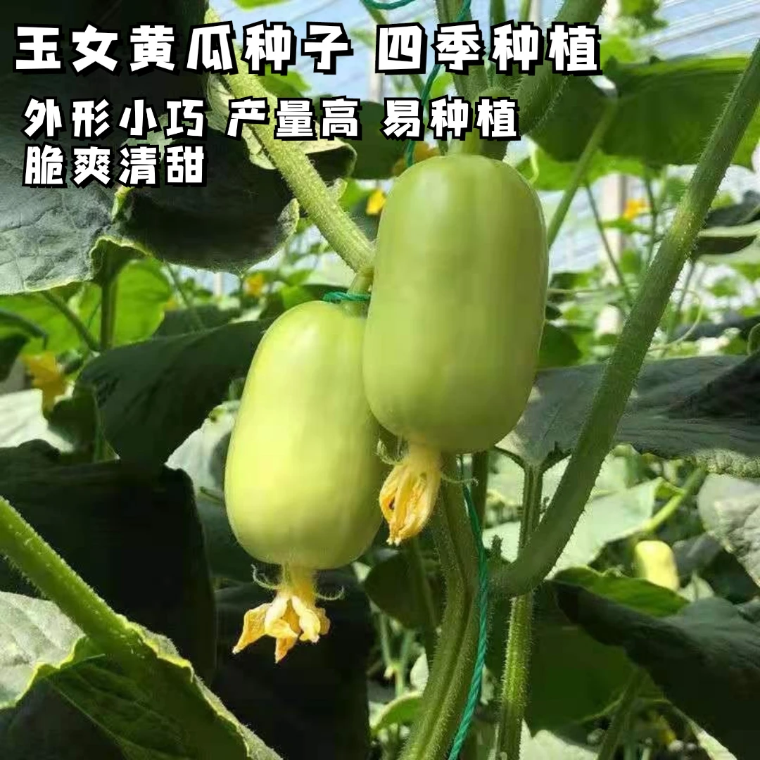玉女黄瓜拇指水果黄瓜种子孕妇宝宝生吃脆甜蔬菜种苗种籽四季播种