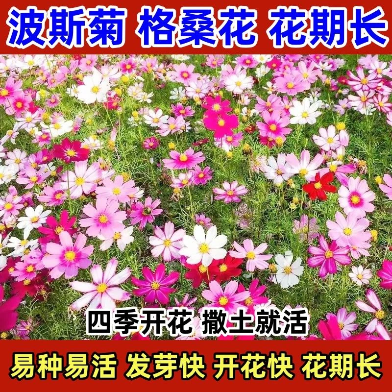 懒人波斯菊种子格桑花种子多年生四季开花易活庭院盆栽花草种籽
