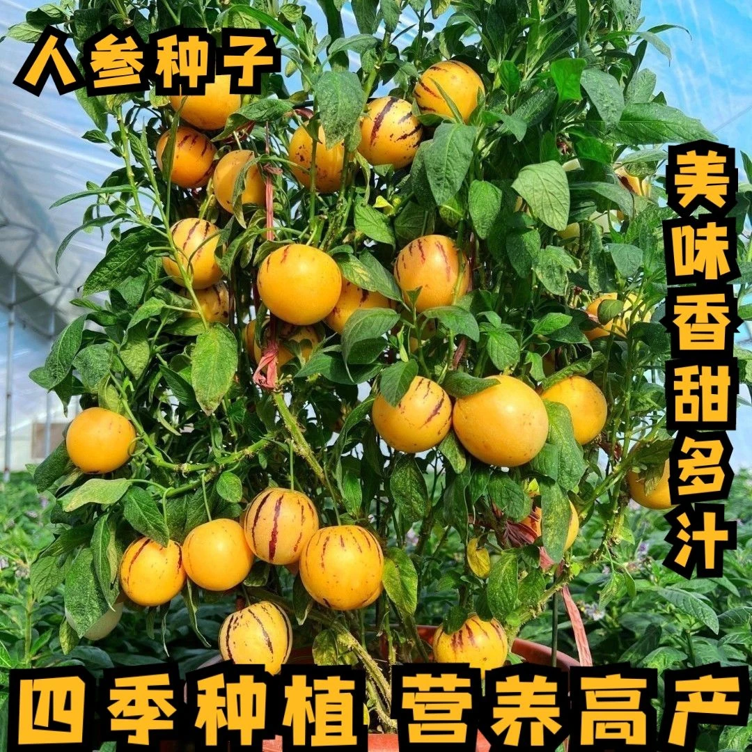 多年生黄心高产人参果种子四季播种盆栽庭院菜园特色水果蔬菜种籽