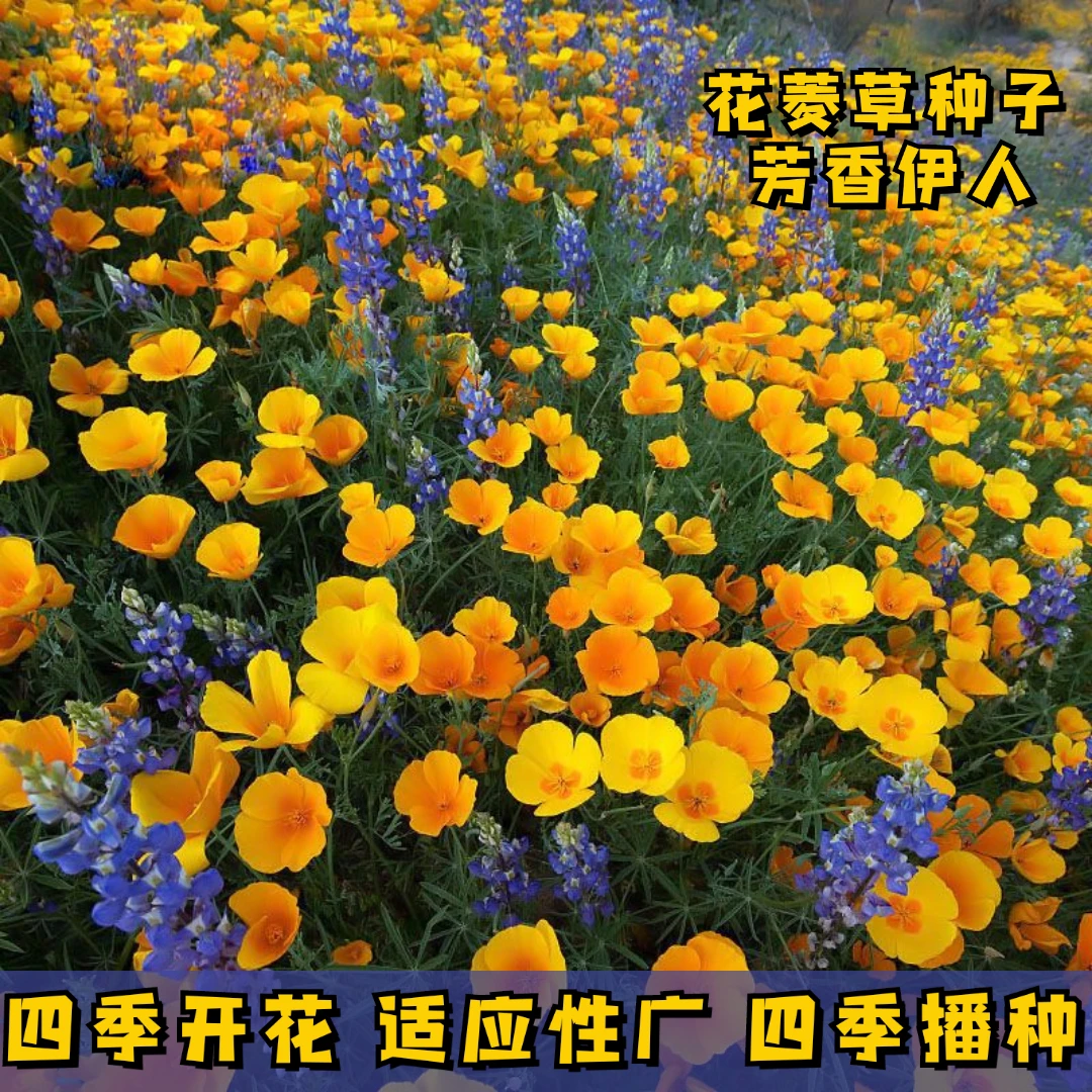 新疆西藏包邮花菱草种子四季播种多年生耐寒花种花籽庭院阳台盆栽