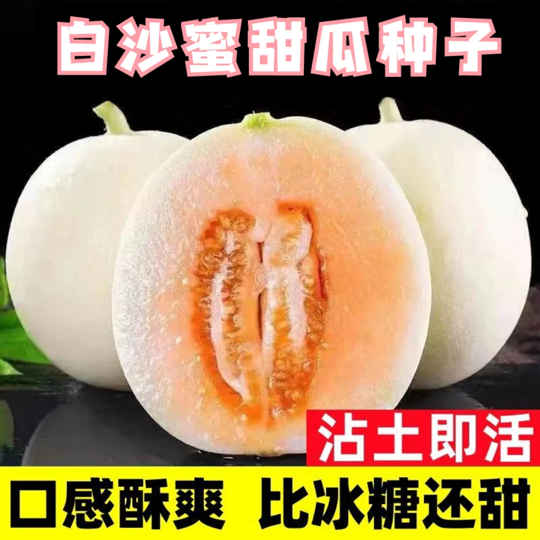 白沙蜜甜瓜种子真甜白沙蜜甜瓜种籽早熟香瓜甜脆薄皮阳台盆栽水果