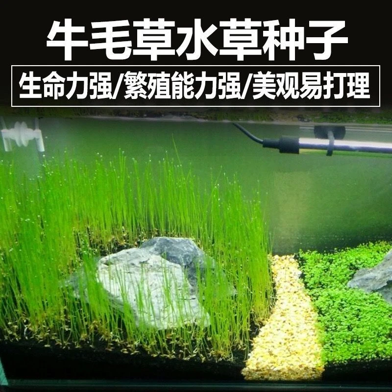 新疆西藏包邮水草种子水草泥生态家用创意鱼缸玻璃瓶水培植物四季