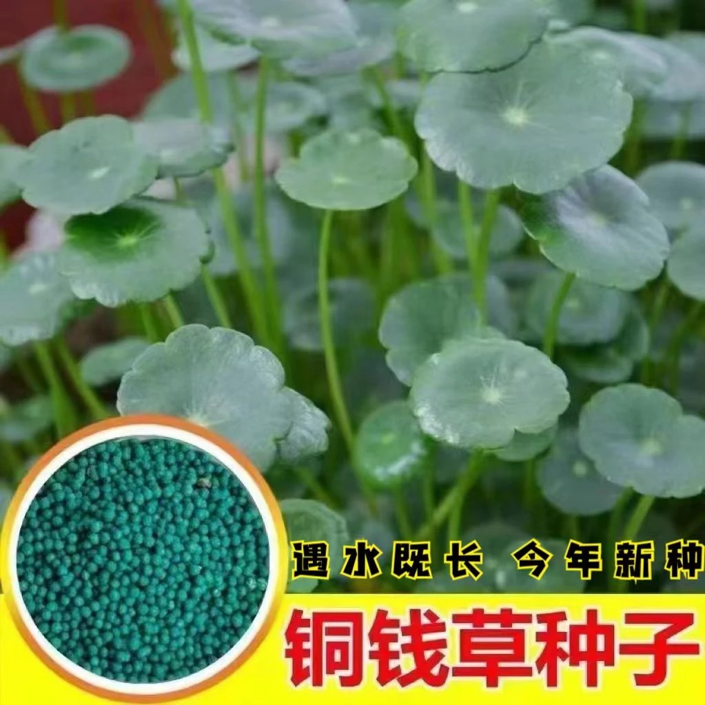 铜钱草种子四季长绿金钱草种子土培水培均可种植盆栽特色鱼缸水草