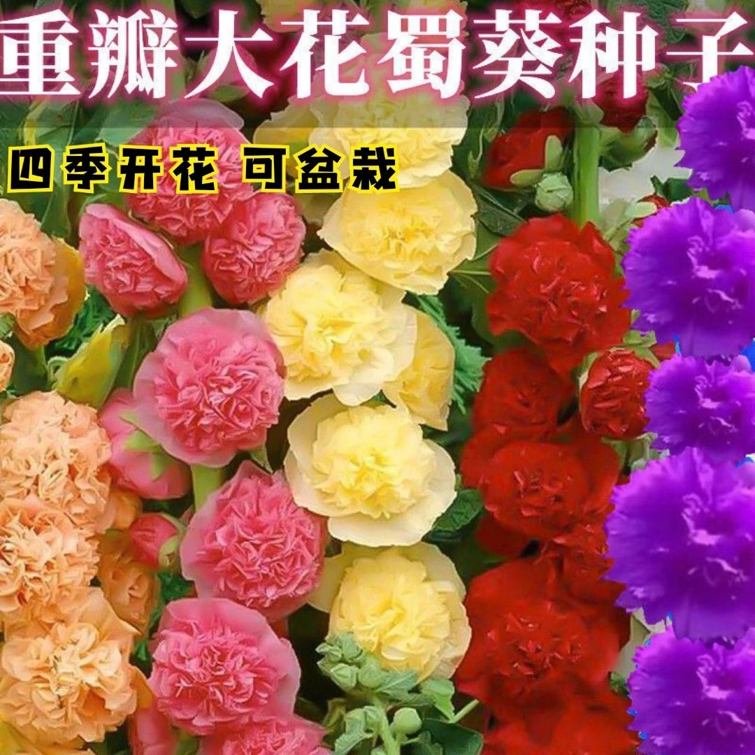 四季重瓣大花蜀葵种子重瓣四季开花室外庭院易活一丈红花卉种籽