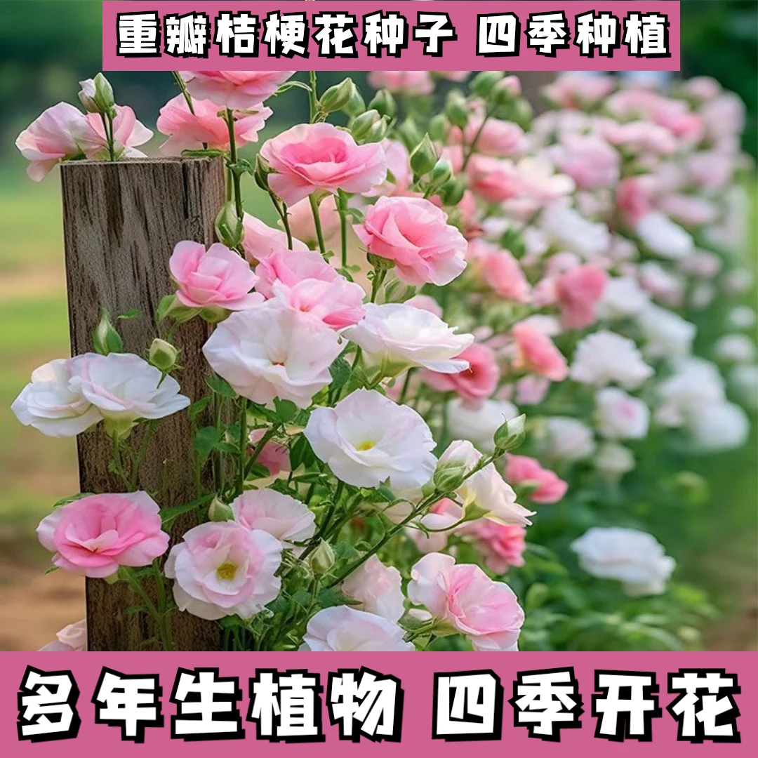 正品洋桔梗花种子四季开花易活室内室外盆栽玫瑰花种子新疆花籽