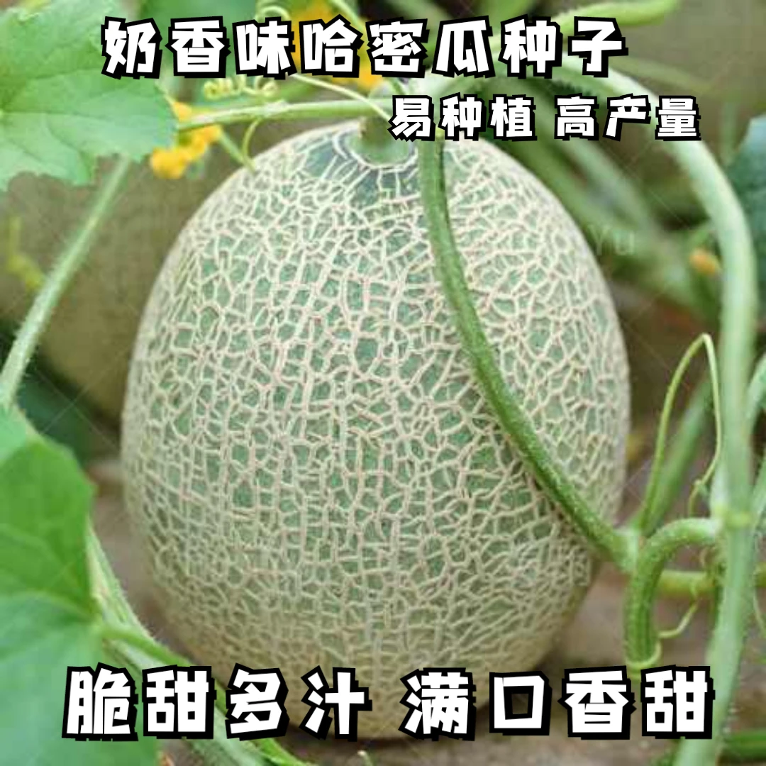 四季播种奶香哈密瓜种籽香瓜甜瓜瓜种香甜南方蔬菜水果种子