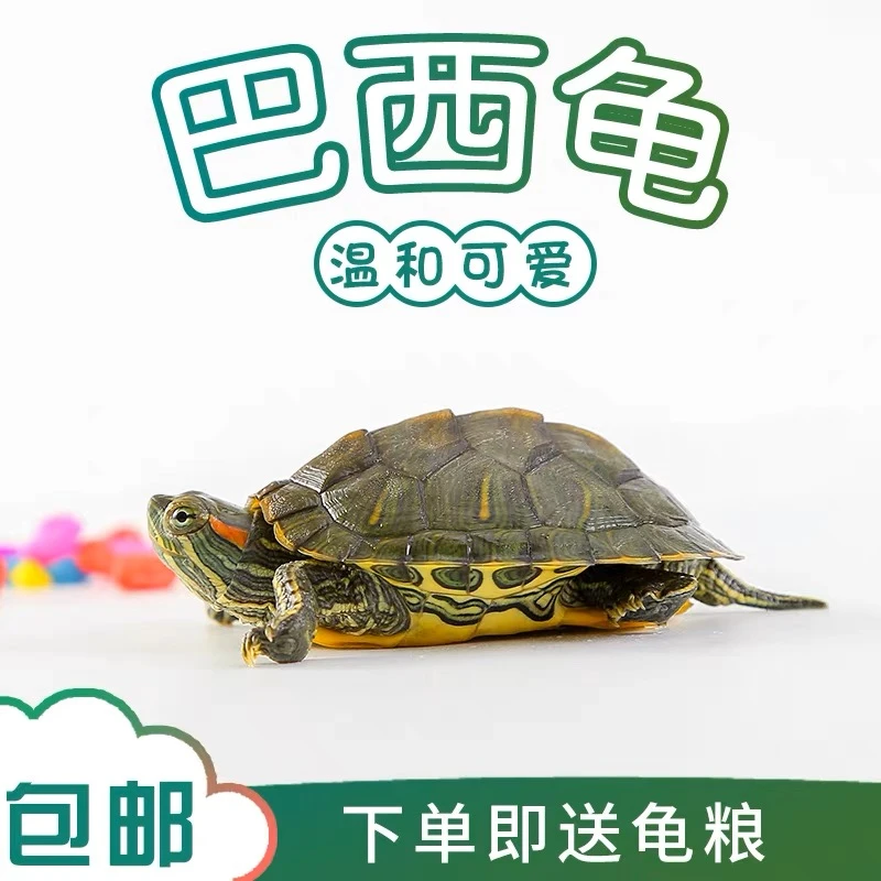 巴西龟活物金钱龟小乌龟活体小宠长寿龟龟水龟宠物情侣龟南石金钱
