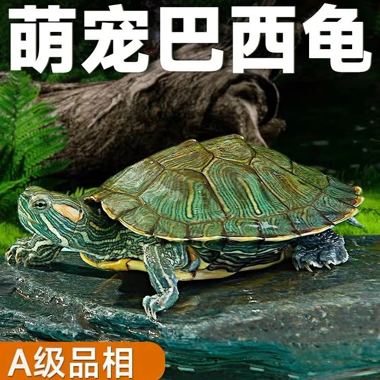 小乌龟活宠物观赏家养中华草龟珍珠巴西花龟小型好幼龟苗耐活体