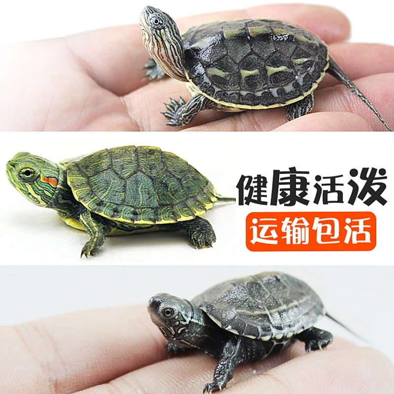 可爱宠物龟巴西龟活物宠物活体乌龟半水龟小乌龟苗观赏龟活体呆萌