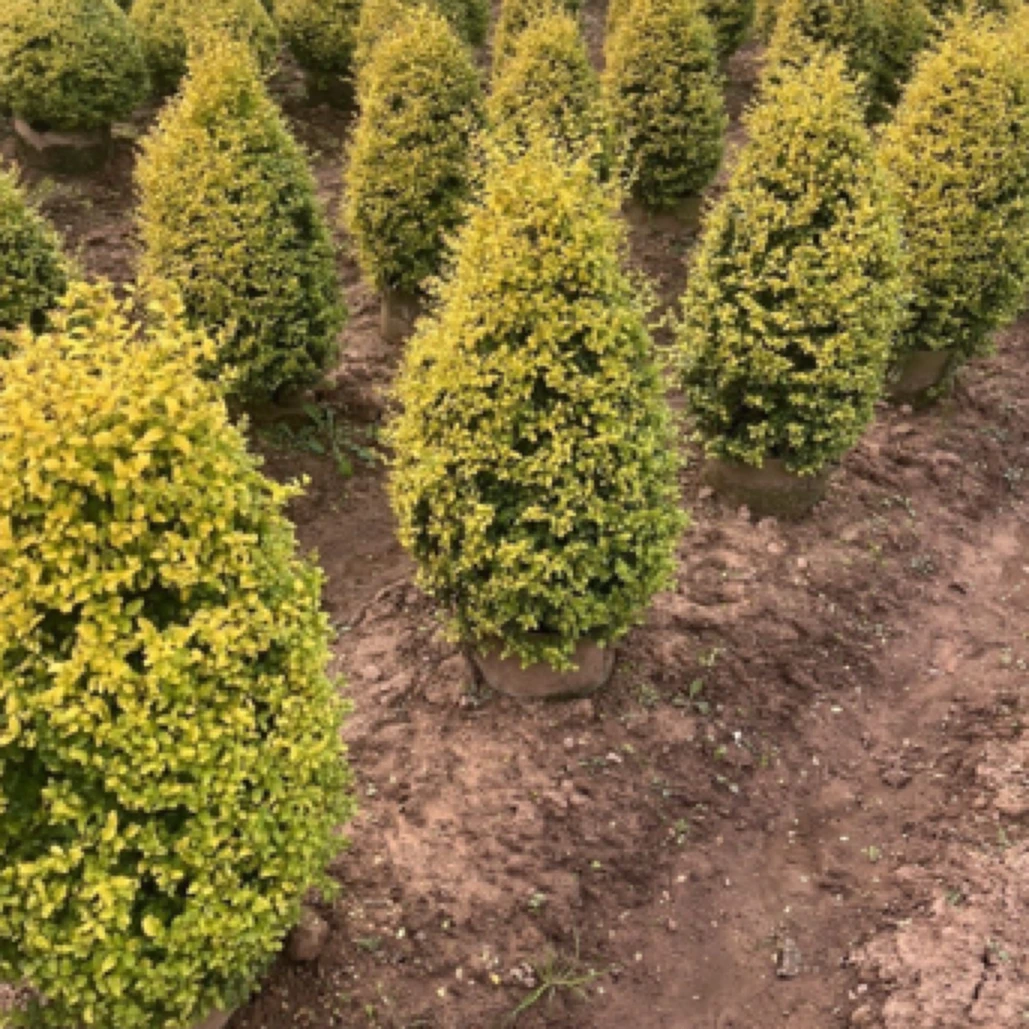 四季中华常青黄柏树耐寒不落叶亮金女贞宝塔亮晶女贞宝塔球型植物