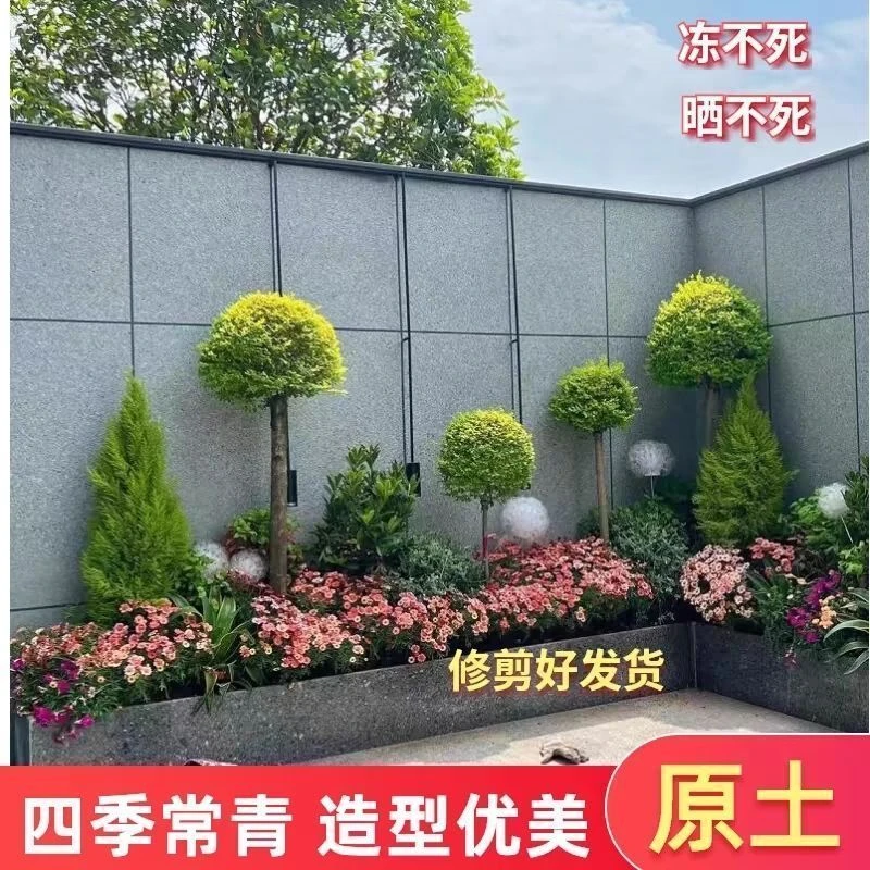 棒棒糖造型小叶女贞球别墅四季常青亮金女贞庭院绿植风景绿化球形