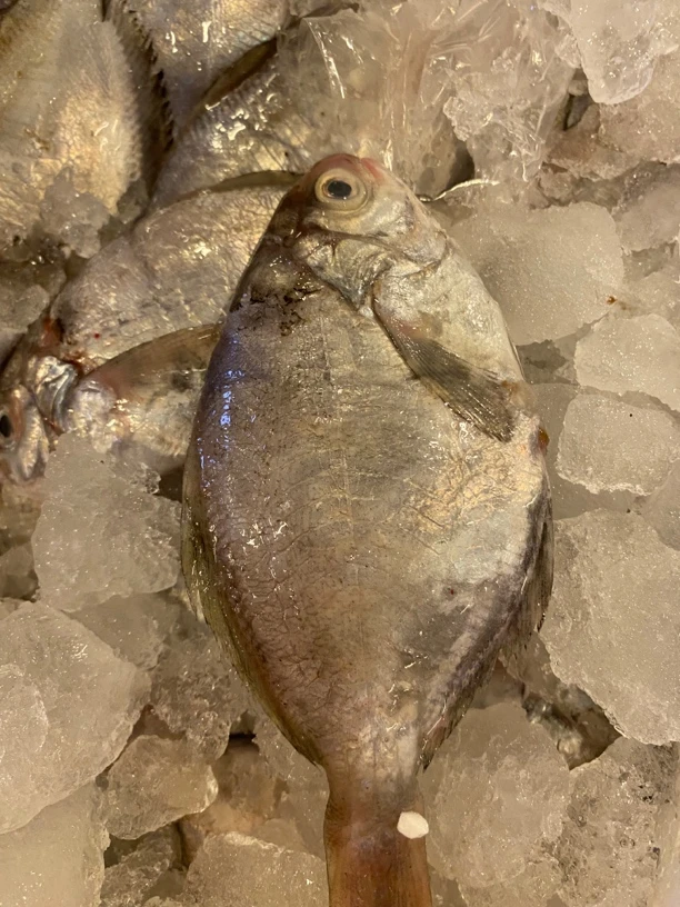 【5斤】舟山野生肉鲳鱼鸭蛋鲳海捕