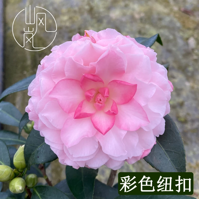 【彩色纽扣】正品山茶花树苗花卉盆栽名贵品种带花苞绿植好养活植物