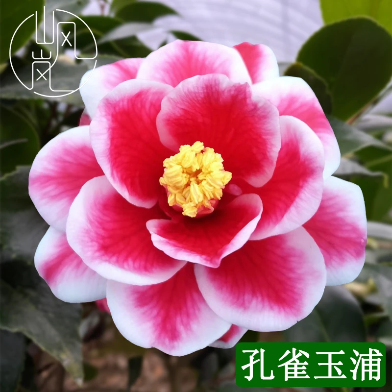 【孔雀玉浦】正品山茶花树苗花卉盆栽名贵品种带花苞绿植好养活植物