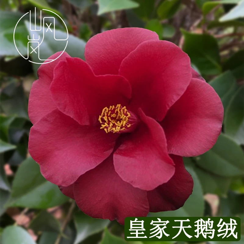 【皇家天鹅绒】正品山茶花树苗花卉盆栽名贵品种带花苞绿植好养植物