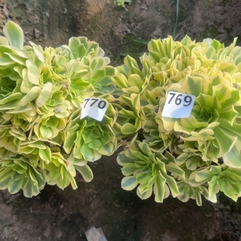 朵*法师金丝18-32