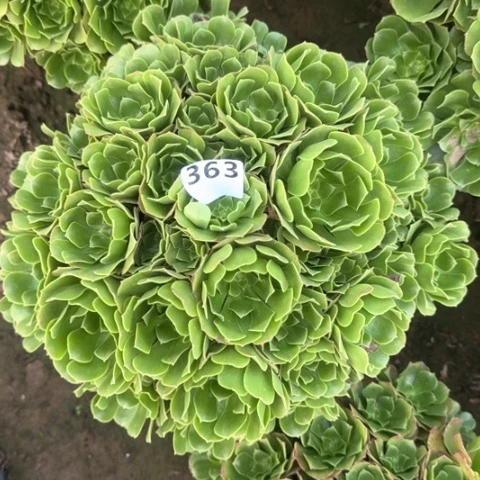 法师绿羊绒18-21