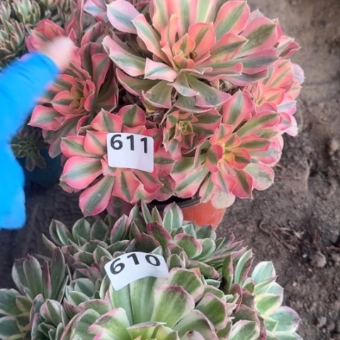 小*丹法师2颗18-22