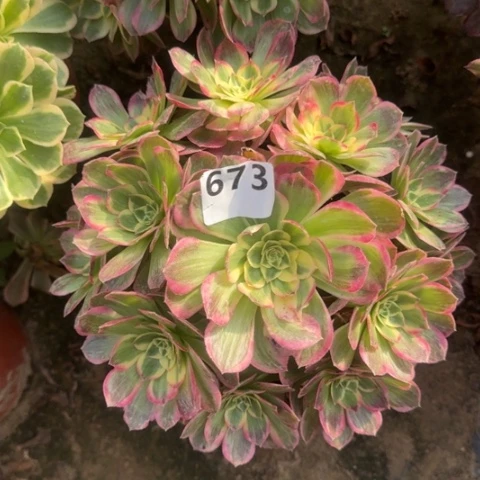 简*菊法师海王18-47