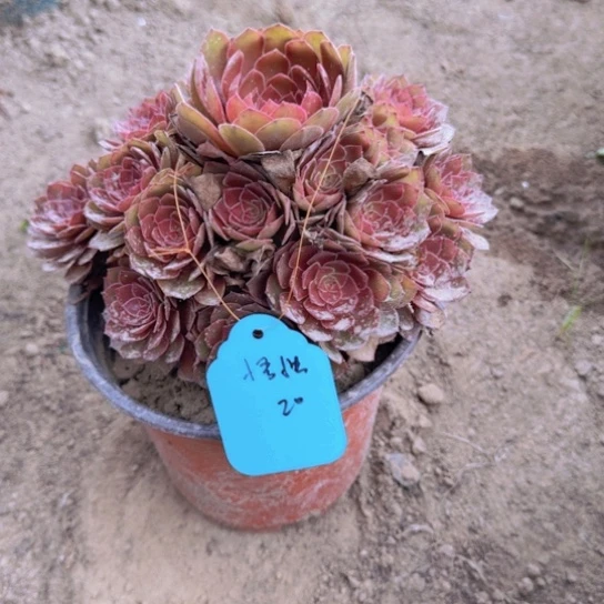 悟*法师桃花石18-48