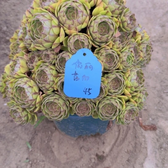 依**白法师万拉丝18-10