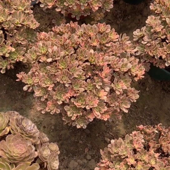 小*法师甜茶17-6