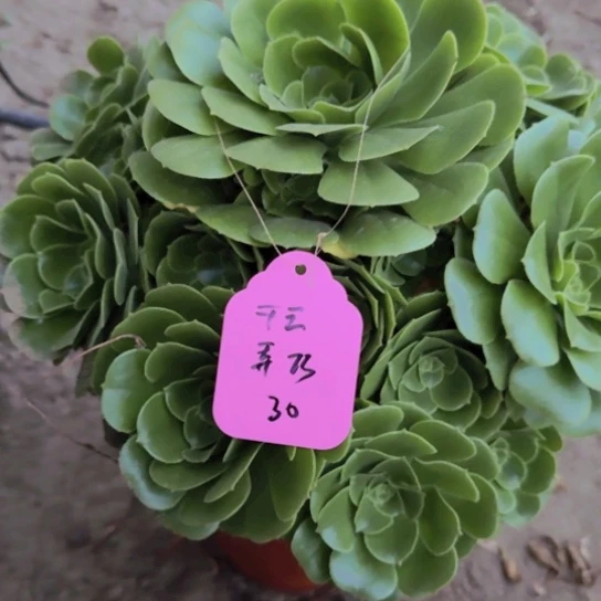 千**巧法师绿羊绒17-50多肉