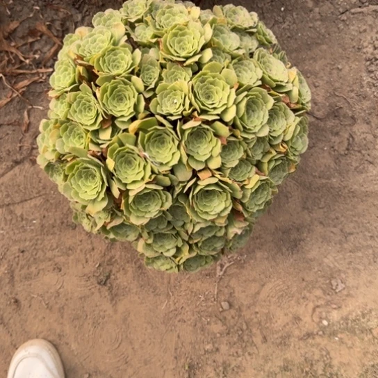 似**年法师绿羊绒，17-10多肉