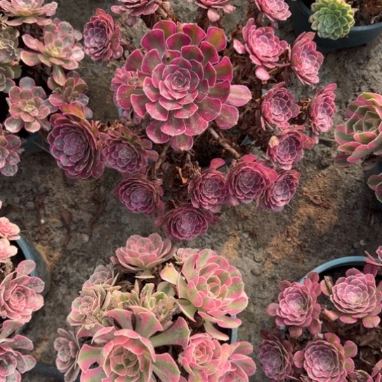 似**年法师红铜白20-3