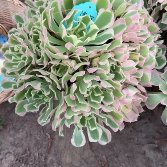 泡*泡法师白凤19-28