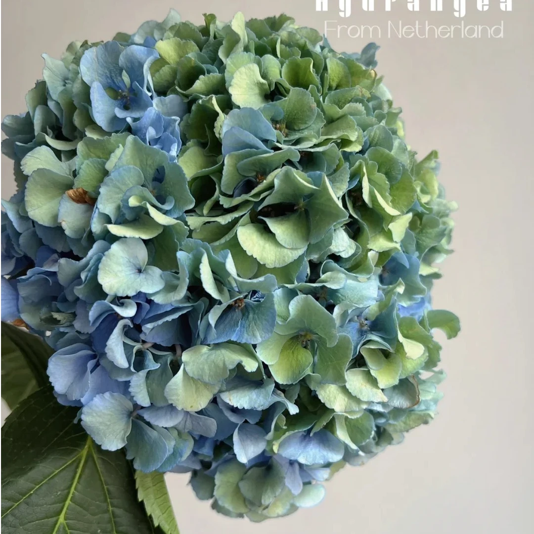【青花瓷绣球】鲜切花