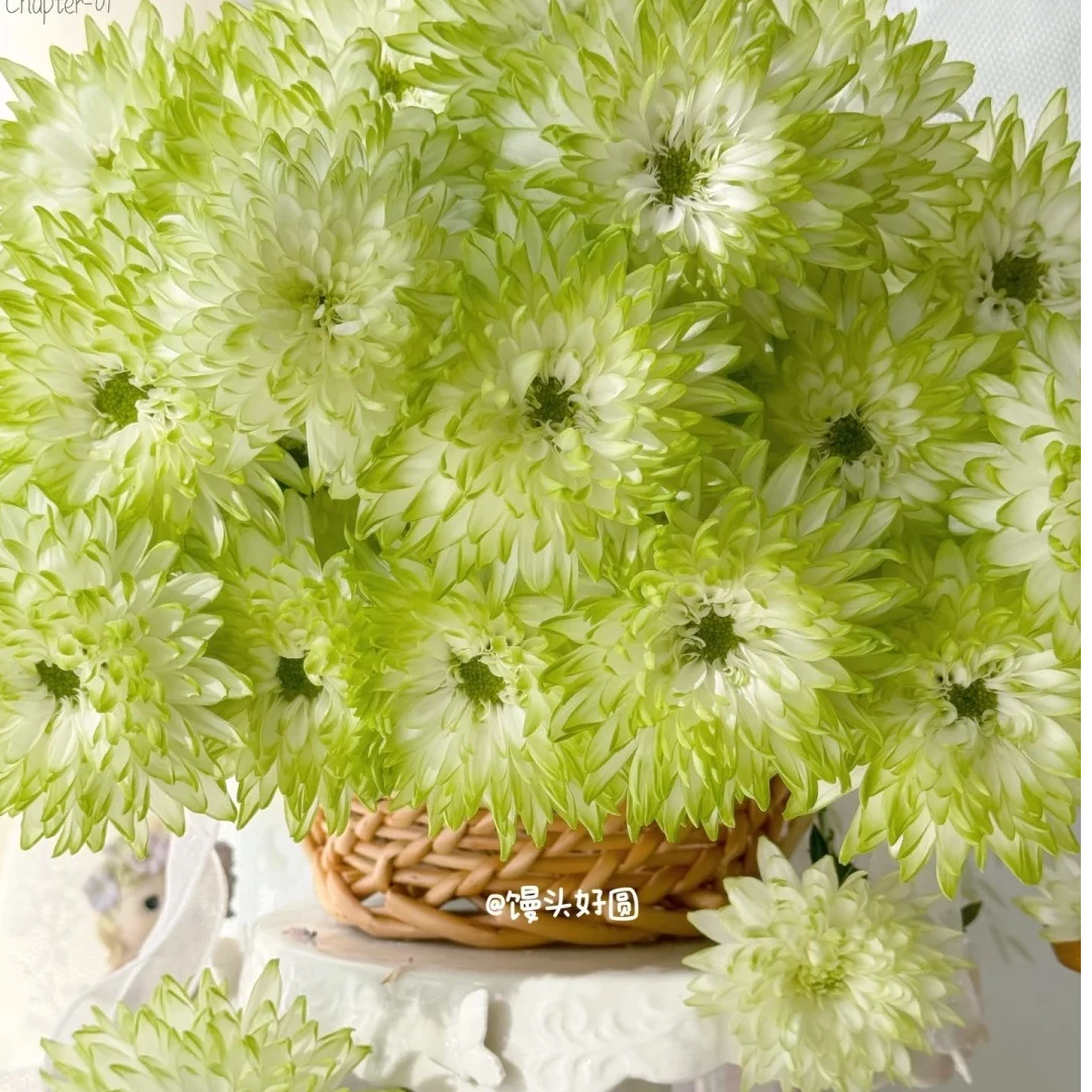 【A级稀有 绿天赞小菊】鲜切花