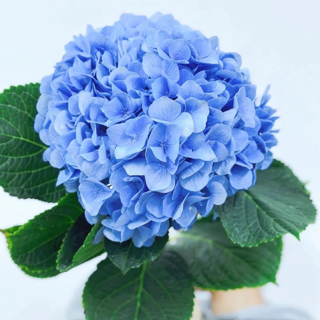 【大海蓝绣球】鲜切花