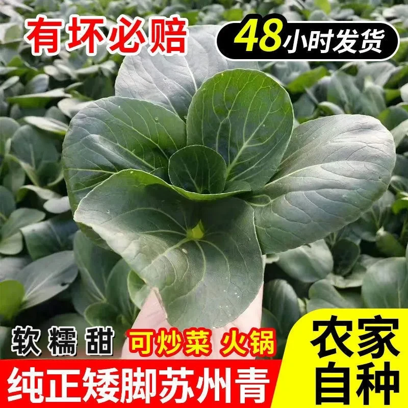 顺丰包邮苏北露天苏州青农家大黑菜露天青菜鲜嫩太湖青菜软糯甜