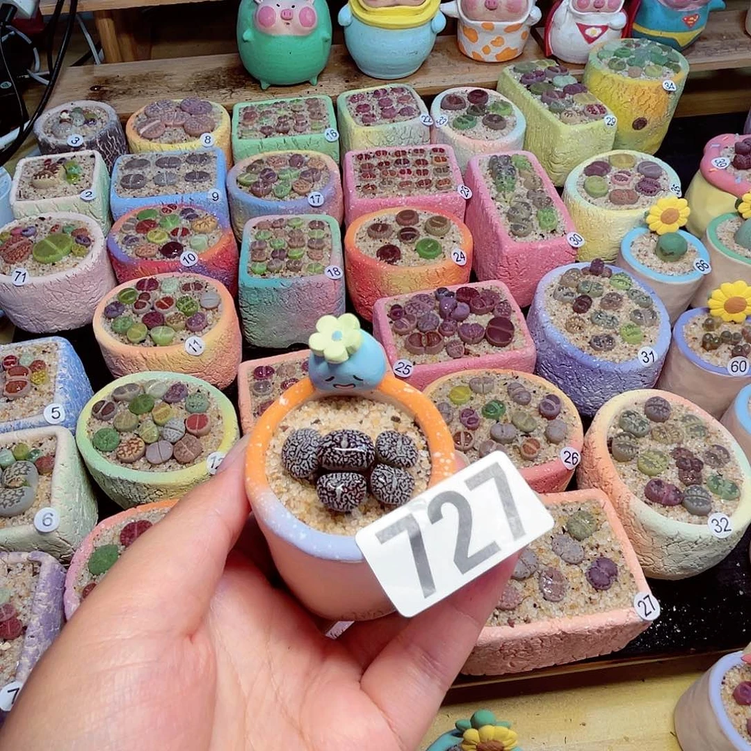 栀*727。    88888888888