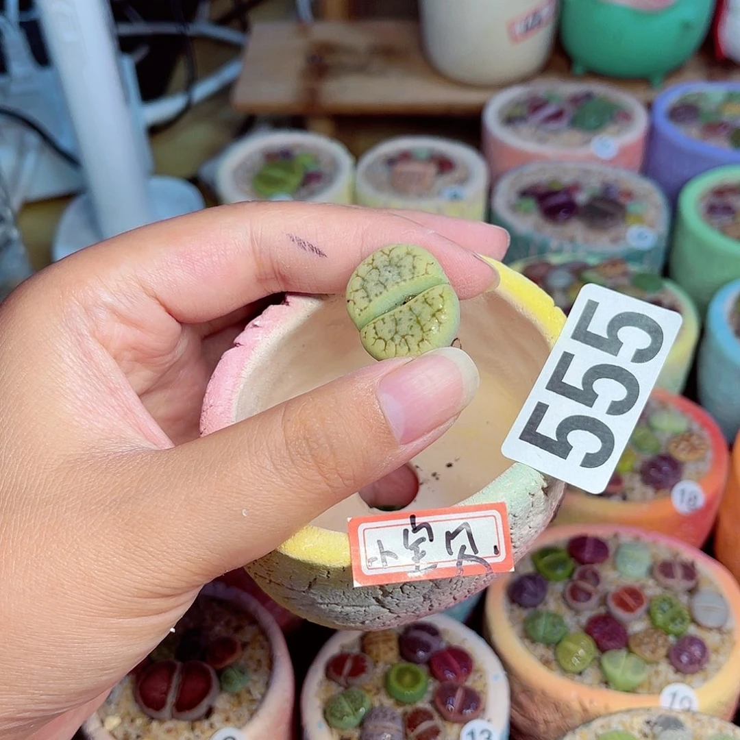 长***贝555。    000000000000