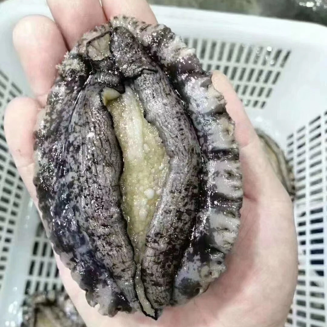 鲜活大连鲍鱼 鲜活发货收拾请备注