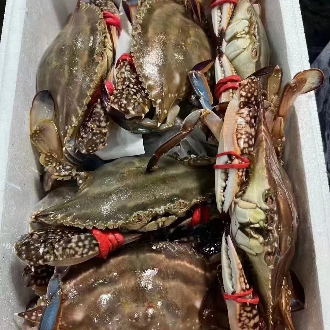 鲜活梭子蟹 公蟹/母蟹 吃肉