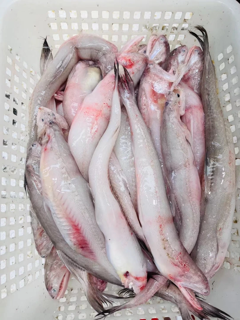 三斤装冰鲜九肚鱼 豆腐鱼 龙头鱼 未冷冻