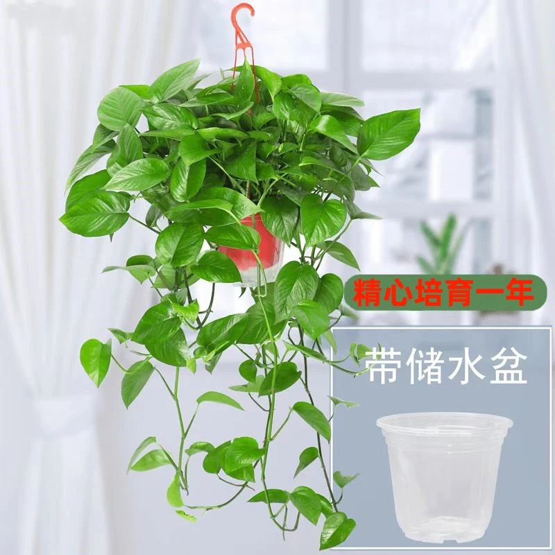 甄选长藤条自吸除甲醛绿萝植物室内净化空气新房四季绿植水培花卉