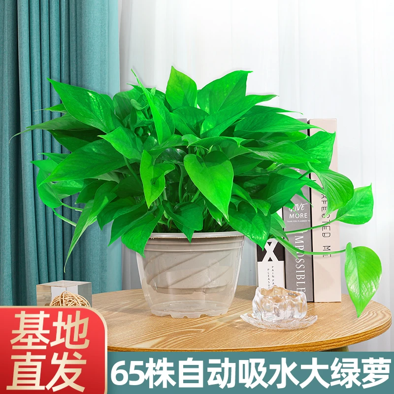 除甲醛绿萝植物室内净化空气新房四季常青绿植水培花卉自动吸水鲜