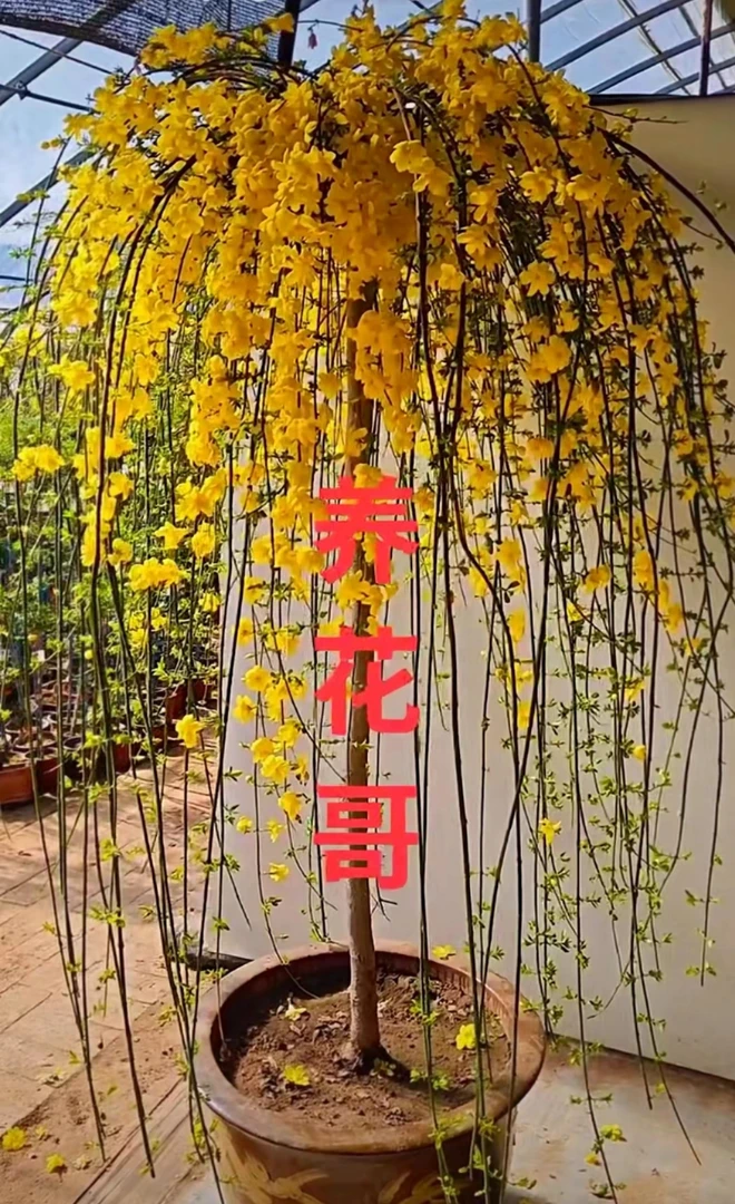 垂丝迎春花探春花 （直播间下单）